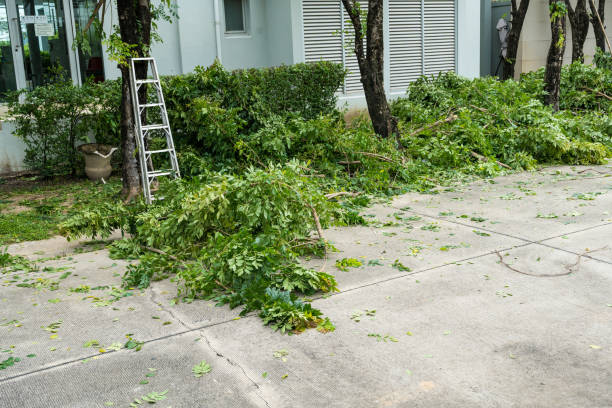  South Point, OH Tree Service Pros